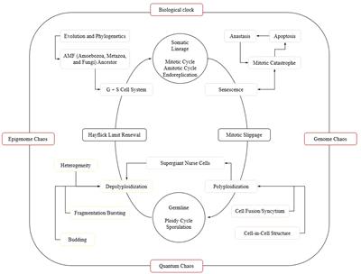 Integrating frontiers: a holistic, quantum and evolutionary approach to conquering cancer through systems biology and multidisciplinary synergy